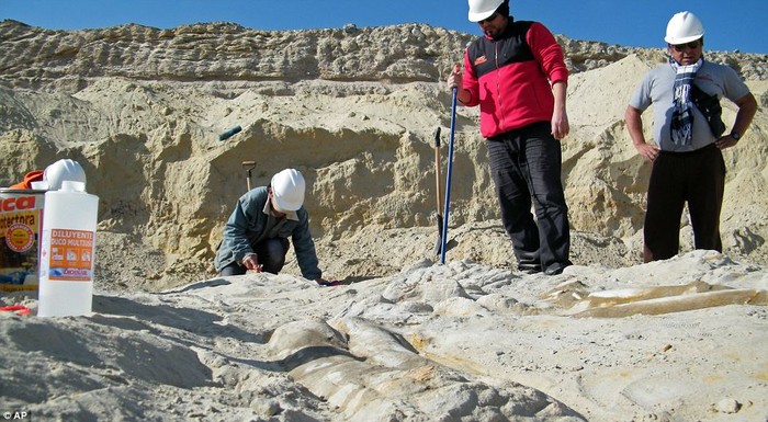 Các nhà khảo cổ học khai quật một bộ xương cá voi